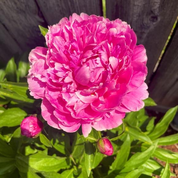 Meet your Posher, Korine - Picture 1 of 6